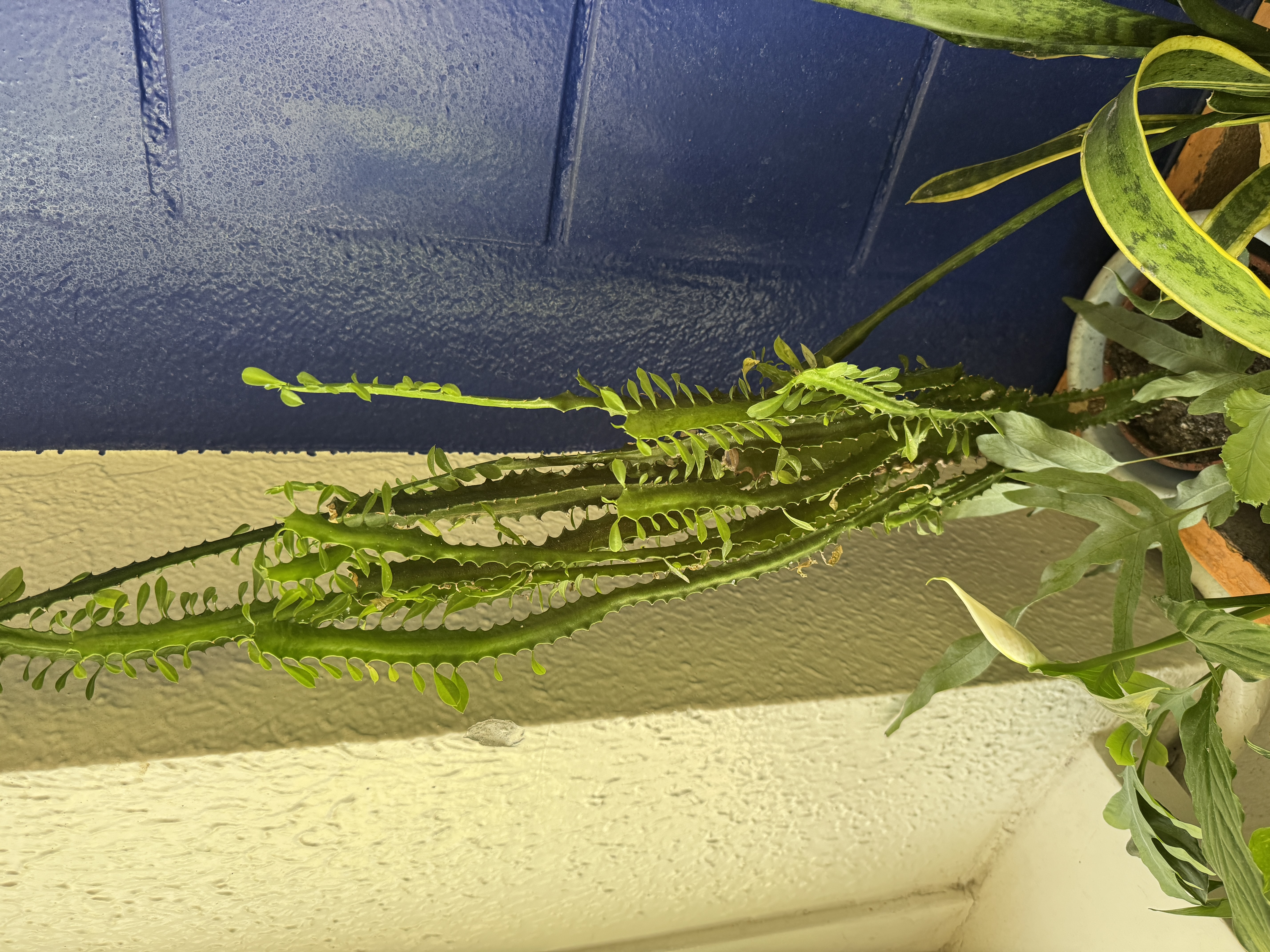 Euphorbia trigona